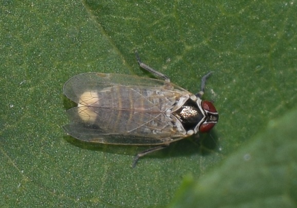 Hyalesthes obsoletus (Cixiidae)?  S !